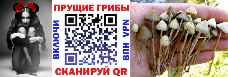 где продают Новокузнецк Псилоцибиновые грибы GOLDEN TEACHER